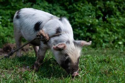 Hogs Falling on Monday